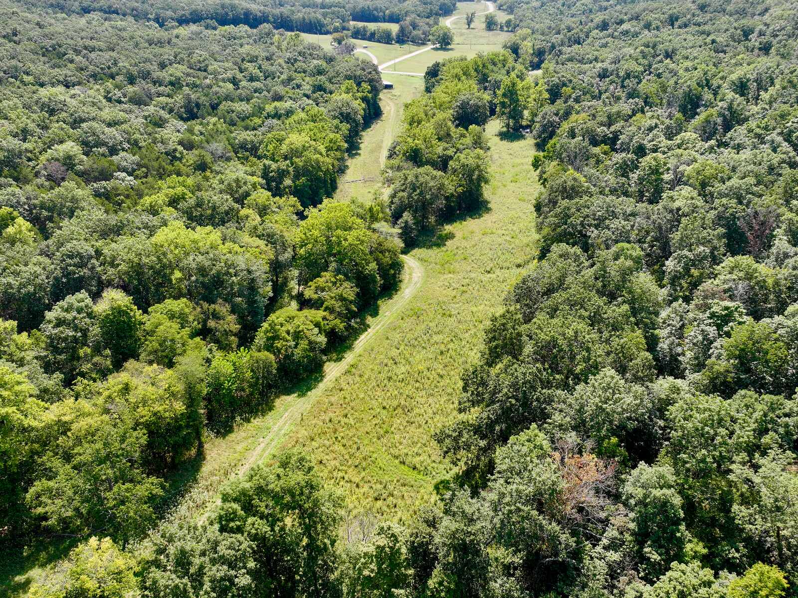 Pasture lane running between mature timber at Tanglefoot Farm