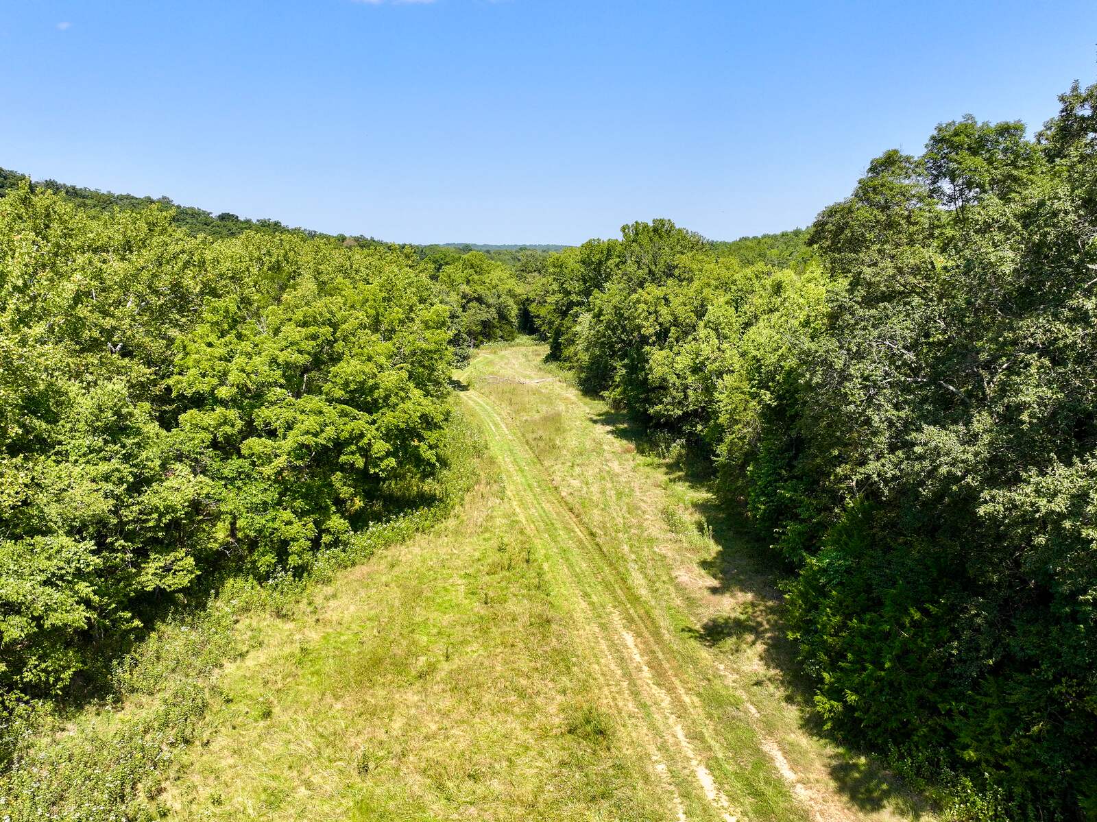 Open pasture lane framed by mature trees at Tanglefoot Farm