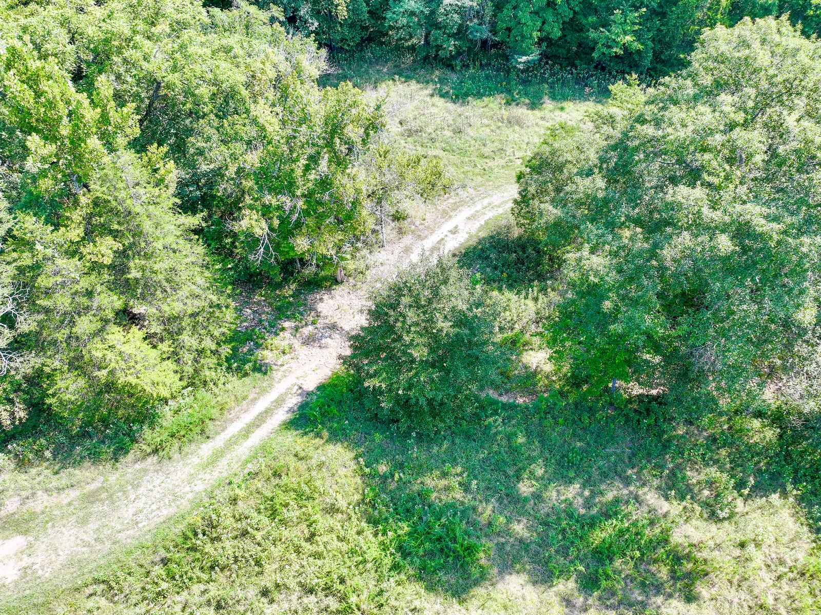 Trail winding through the trees at Tanglefoot Farm