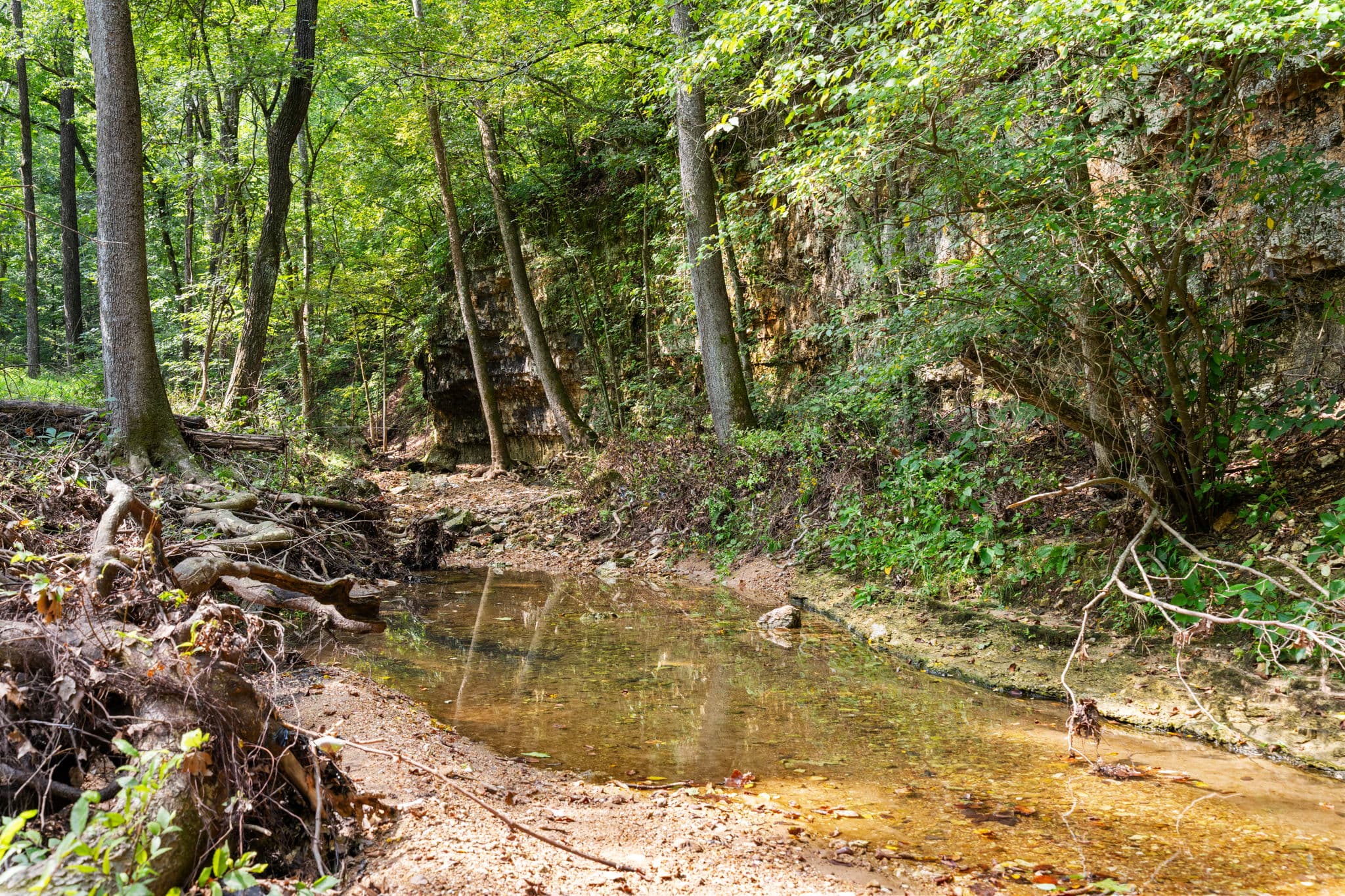 Spring-fed creek running through a rocky, bluff-lined hollow