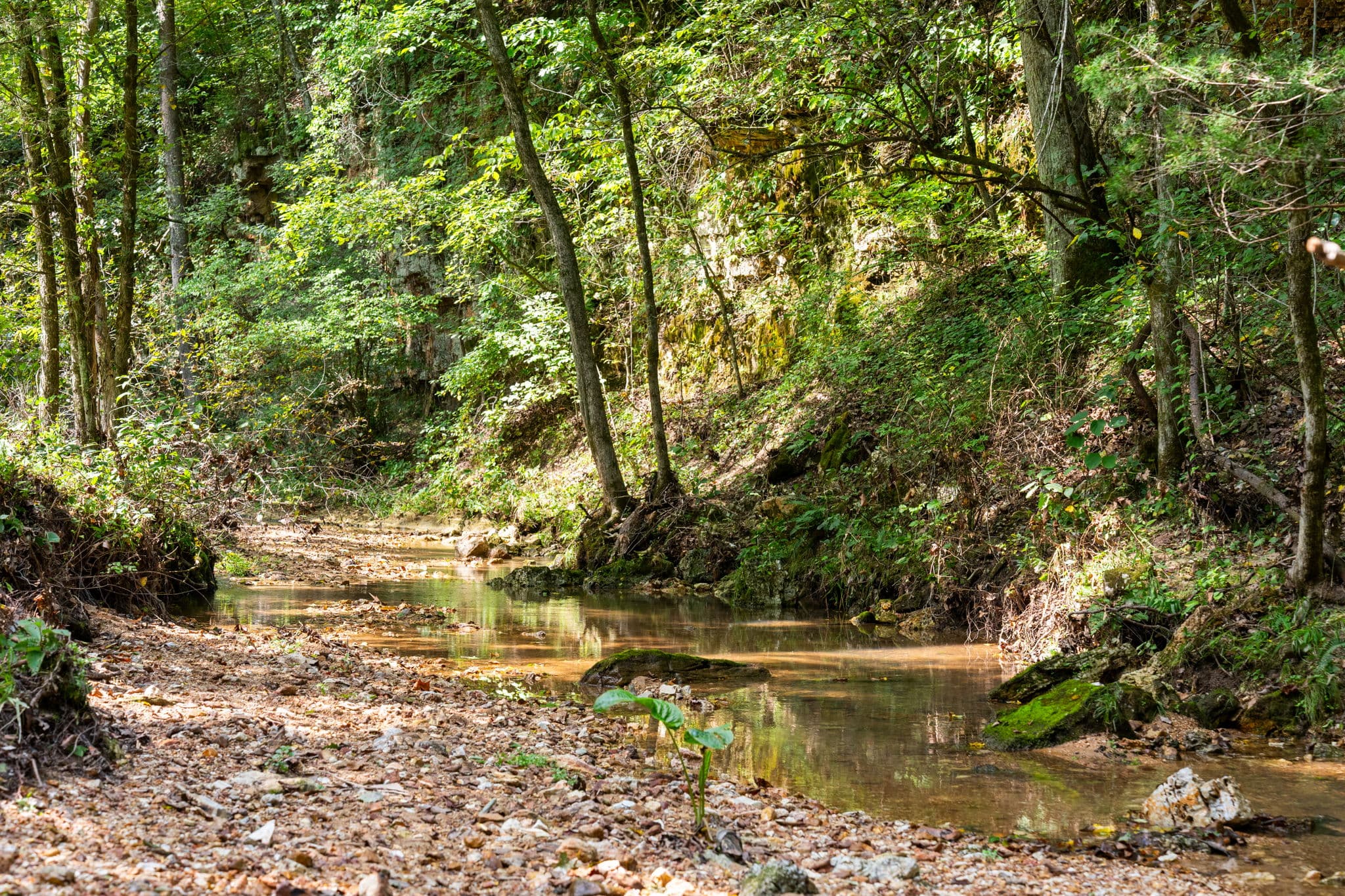 Clear spring water flowing beneath the bluffs