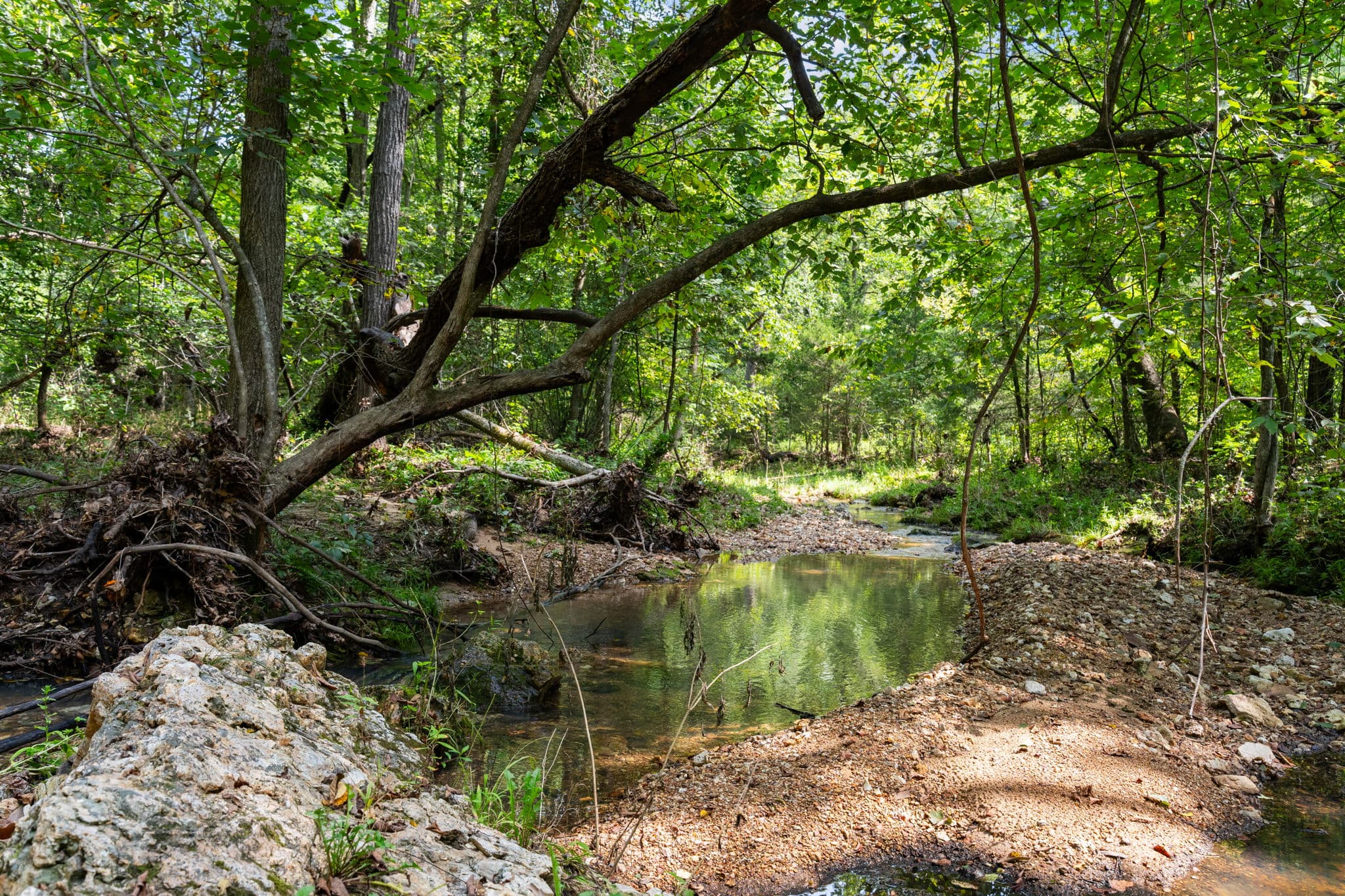 Spring-fed pool tucked into the timber