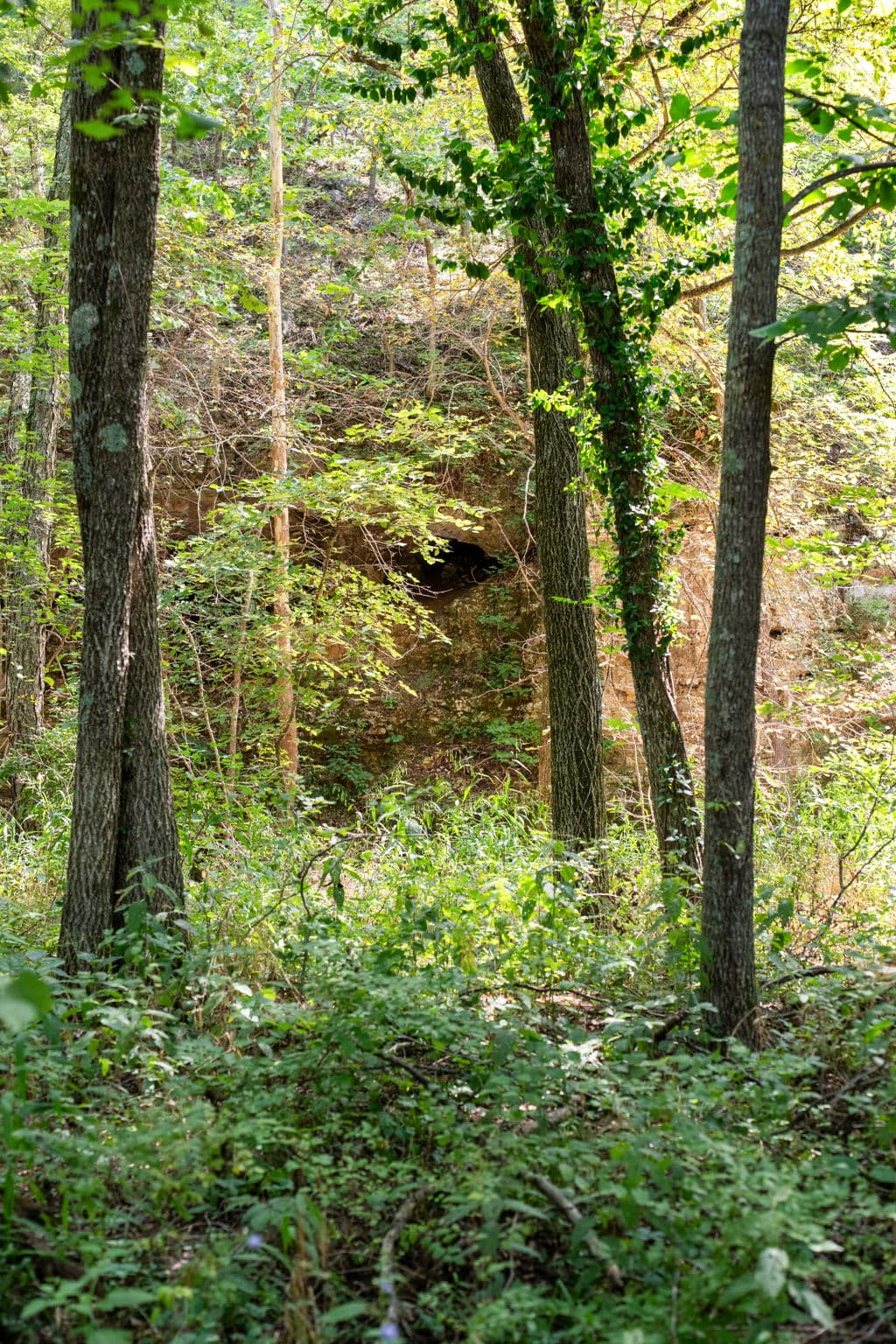 Creek winding through the timber